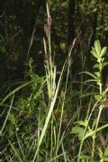 Carex nigra